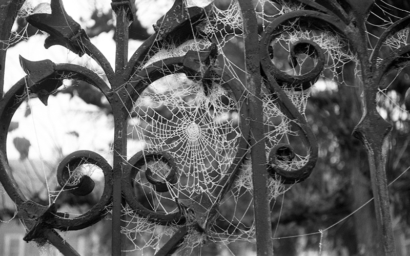 spiderwebs01.jpg