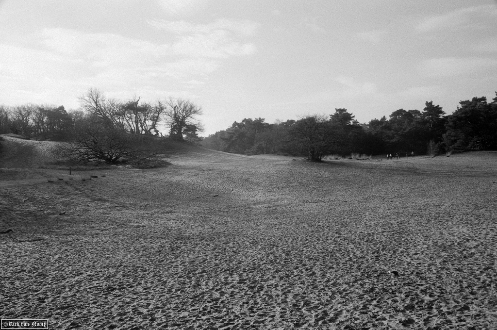 CZJ 35mm f/2.8 Biogon, Ilford FP4+
