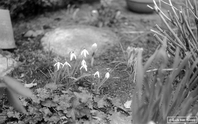 CZJ 5cm f/2.8 Tessar, Yellow filter, APX 100
