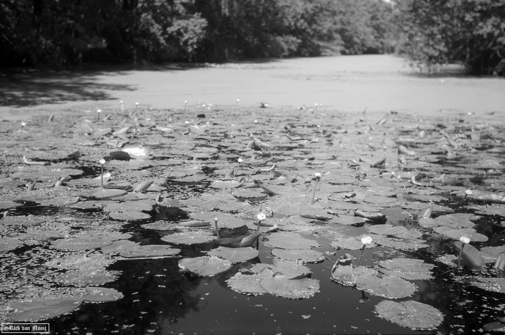 Jupiter-8, Rollei Retro 80s
