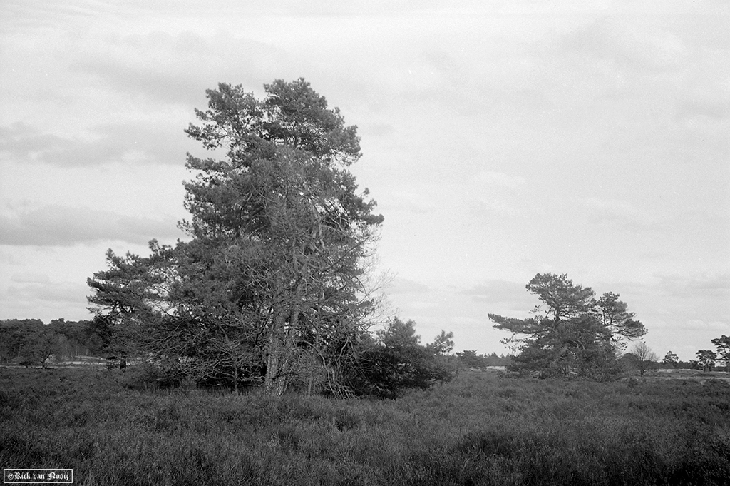 Sonnar 50/1.5  Fomapan 100
