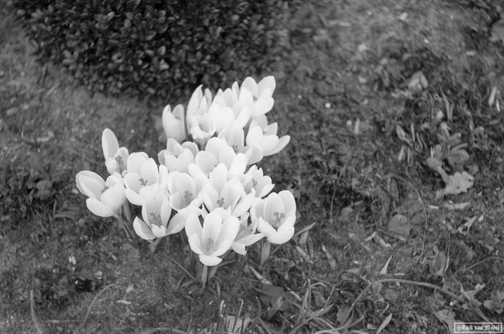 50mm f/2.9 Trioplan, Fomapan 100
