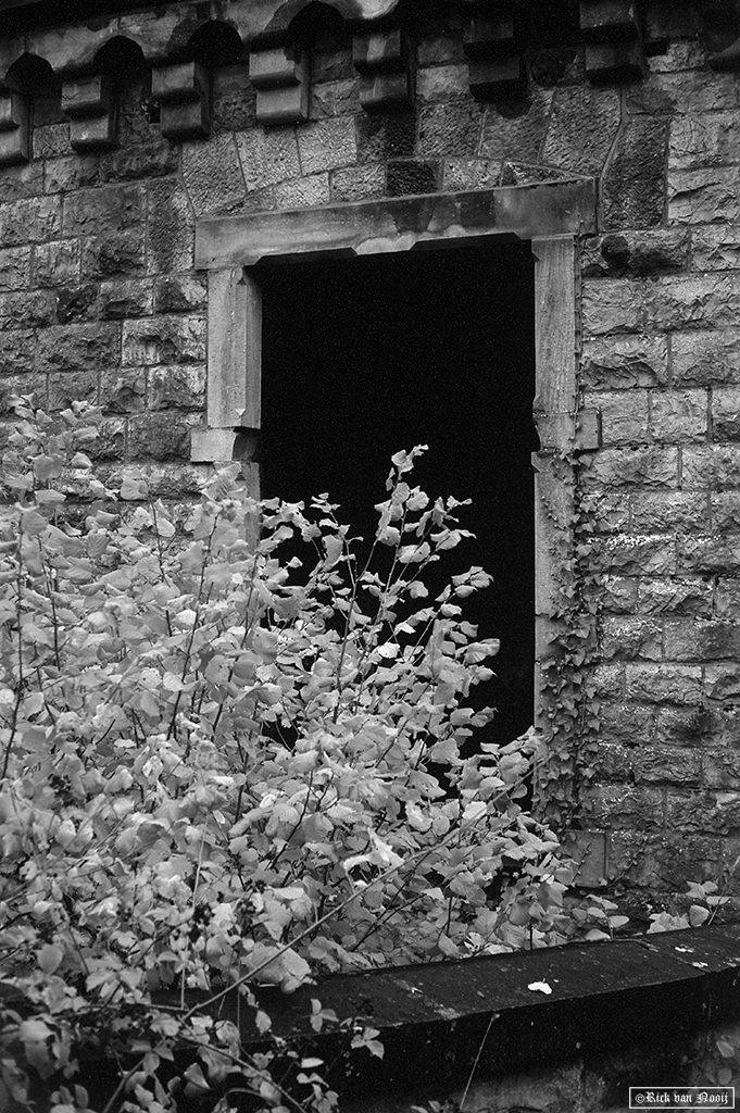 Leica M3, 7Artisan 50/1.1, Rollei Retro 80s
