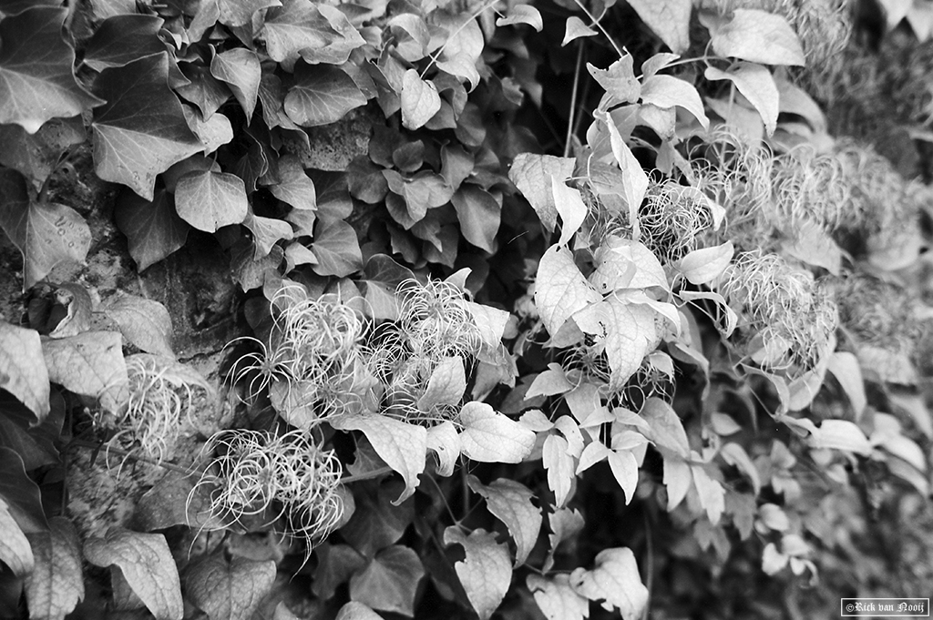 Leica M3, 7Artisan 50/1.1, Rollei Retro 80s
