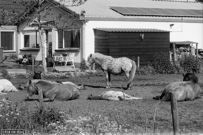 9cm f/4 Elmar, Orange Filter, Agfa APX100
