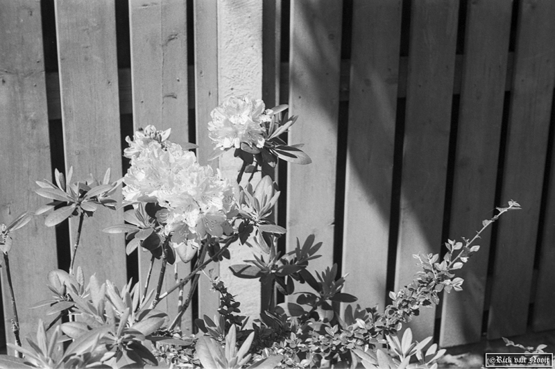 9cm f/4 Elmar, Orange Filter, Agfa APX100
