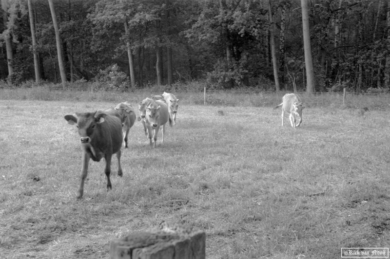 5cm f/3.5 Elmar, Orange Filter, Agfa APX100
