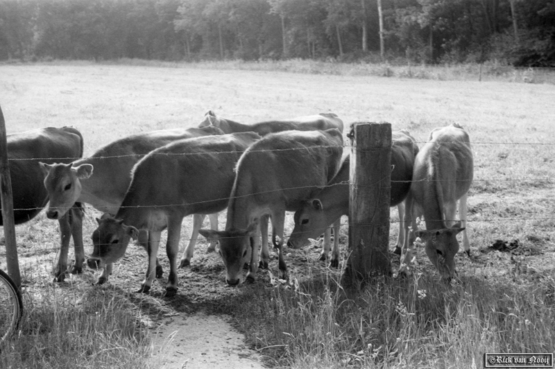 5cm f/3.5 Elmar, Orange Filter, Agfa APX100
