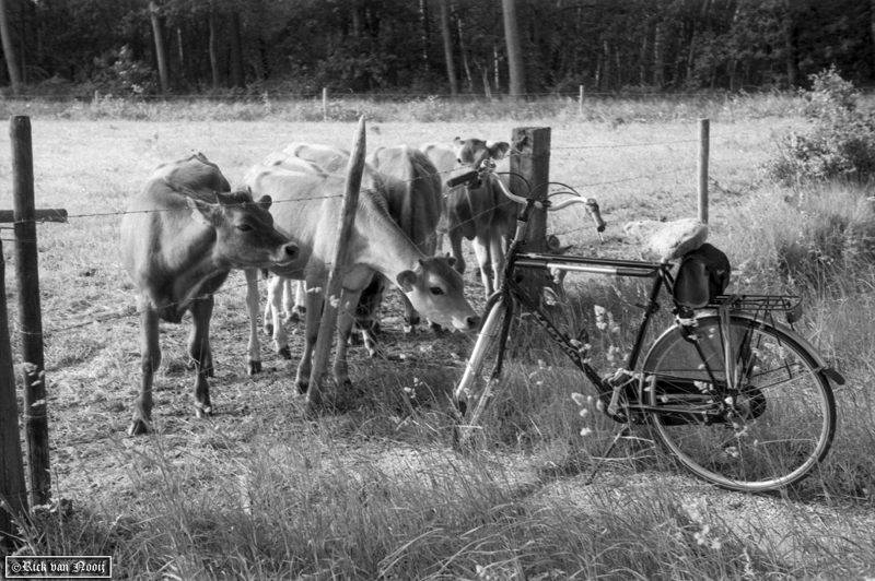 5cm f/3.5 Elmar, Orange Filter, Agfa APX100
