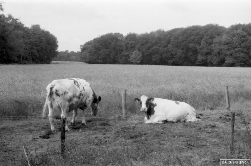 5cm f/3.5 Elmar, Orange Filter, Agfa APX100
