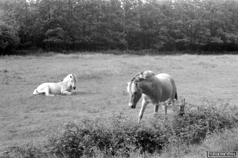 5cm f/3.5 Elmar, Orange Filter, Agfa APX100
