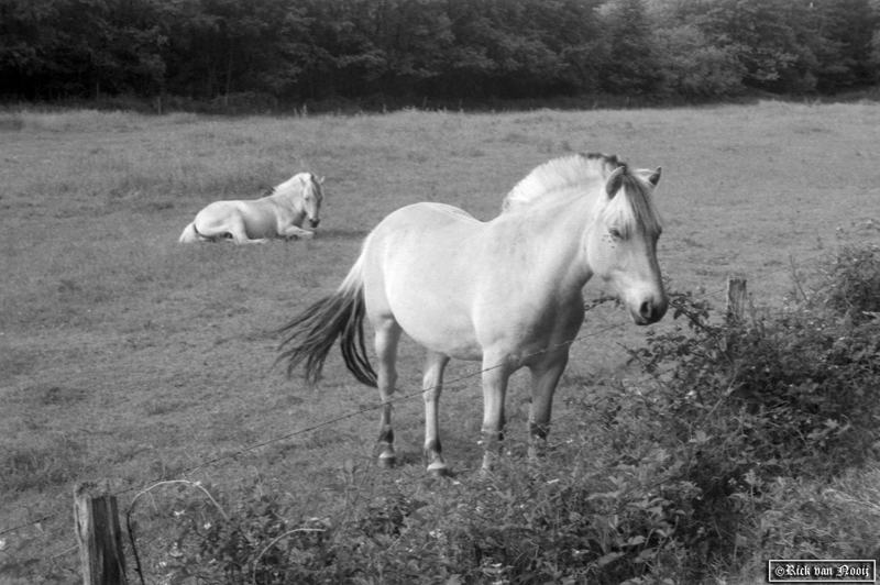 5cm f/3.5 Elmar, Orange Filter, Agfa APX100
