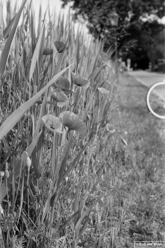 5cm f/3.5 Elmar, Orange Filter, Agfa APX100
