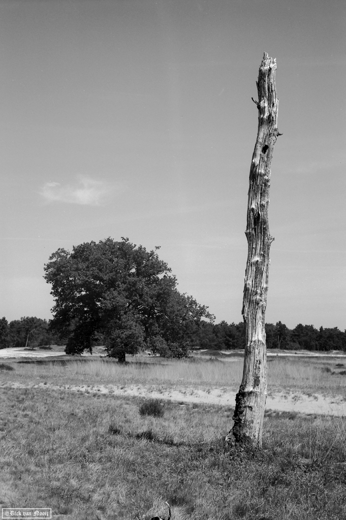 Summitar, Rollei Retro 80S (HC-110, E, 10min, 20C)
