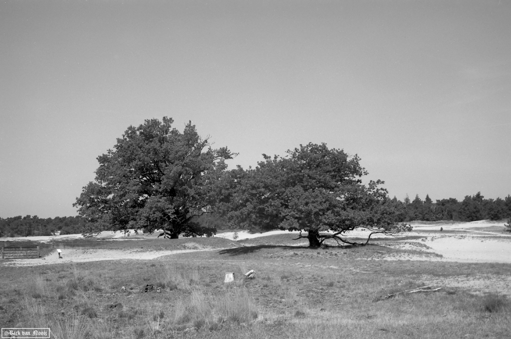 Summitar, Rollei Retro 80S (HC-110, E, 10min, 20C)
