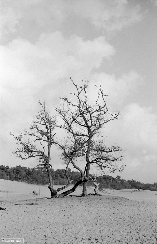 5cm Hektor, Agfa APX 100
