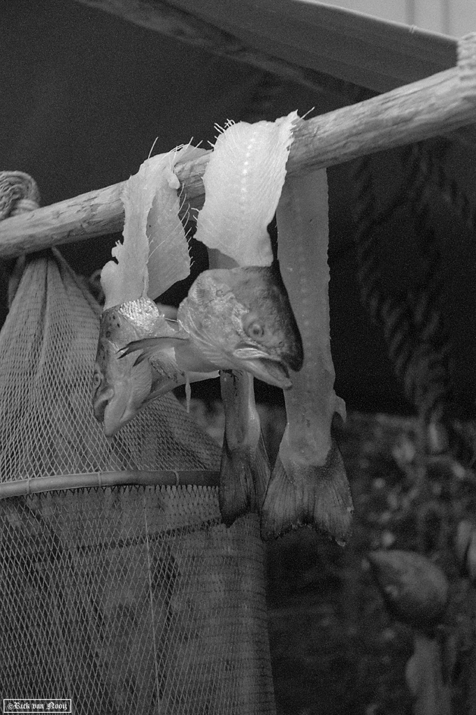 5cm f/2.5 Hektor, APX100
