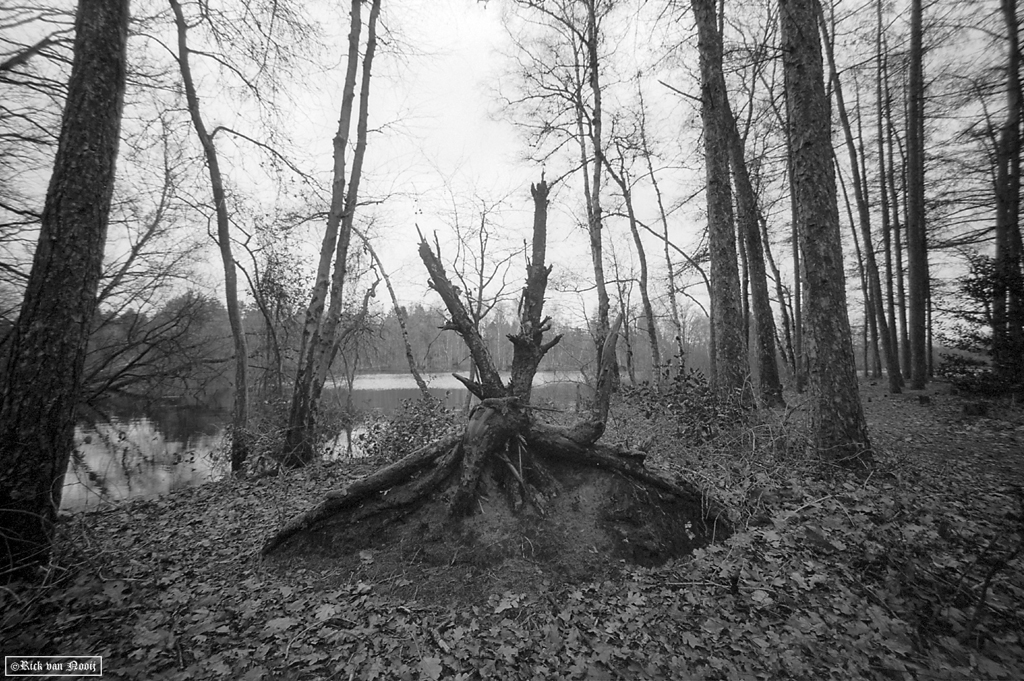 Voigtlander 15mm f/4.5 Super Wide-Heliar, Fomapan 100
