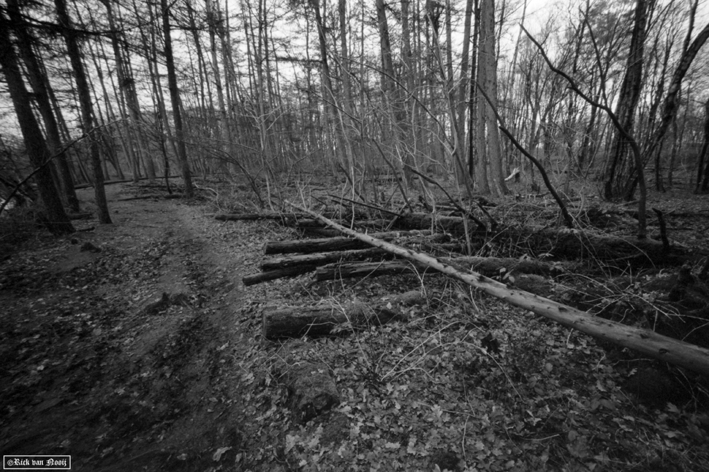 Voigtlander 15mm f/4.5 Super Wide-Heliar, Fomapan 100
