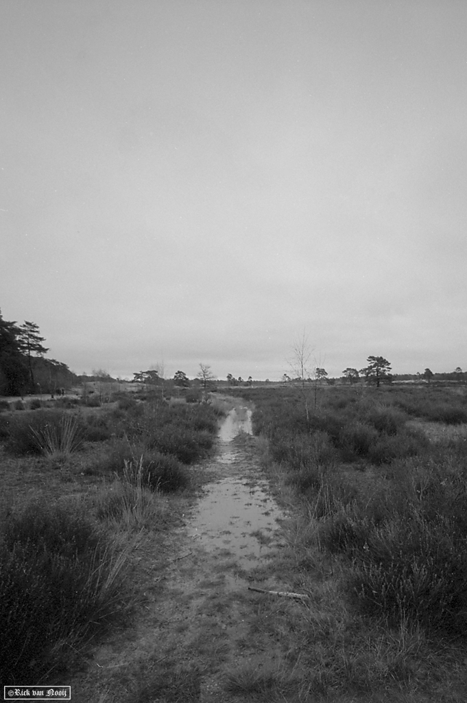 Voigtlander 15mm f/4.5 Super Wide-Heliar, Fomapan 100
