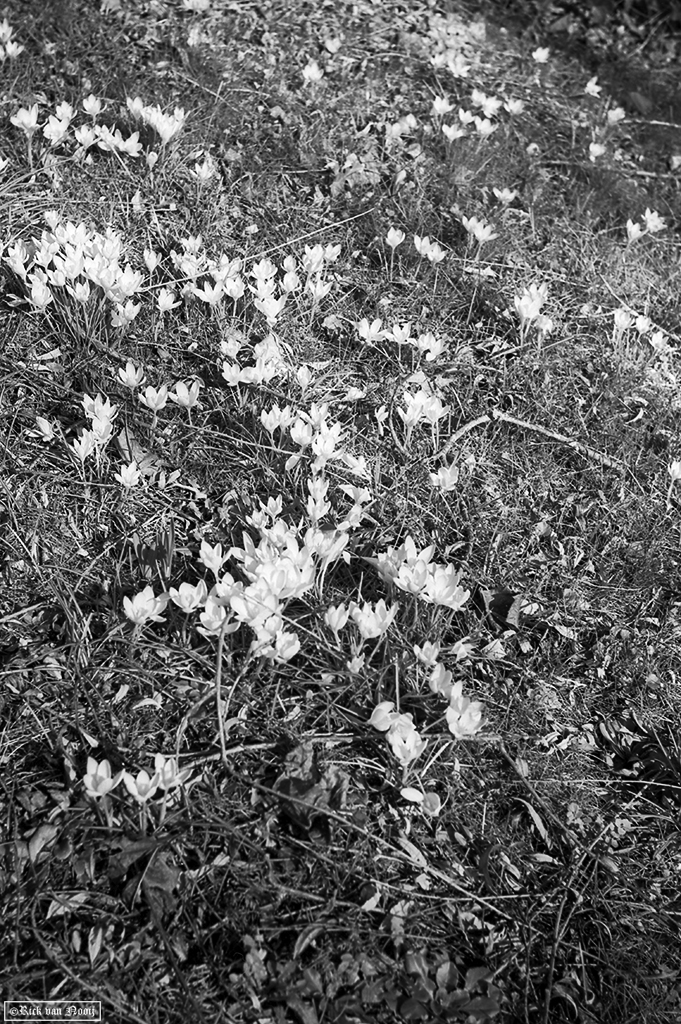 Leica II, 50/1.5 Sonnar, Rollei Retro 80s
