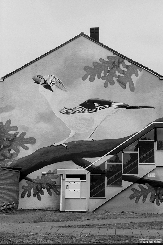 50/2 Summicron, Rollei Retro 80s
