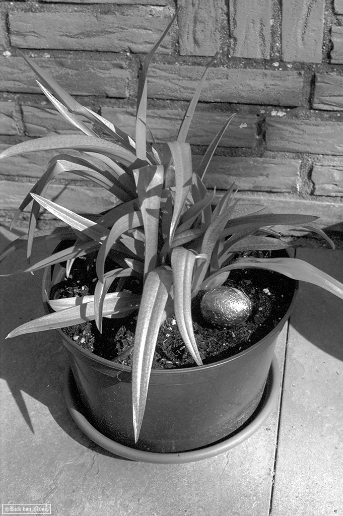 50/2 Summicron, Rollei Retro 80s
