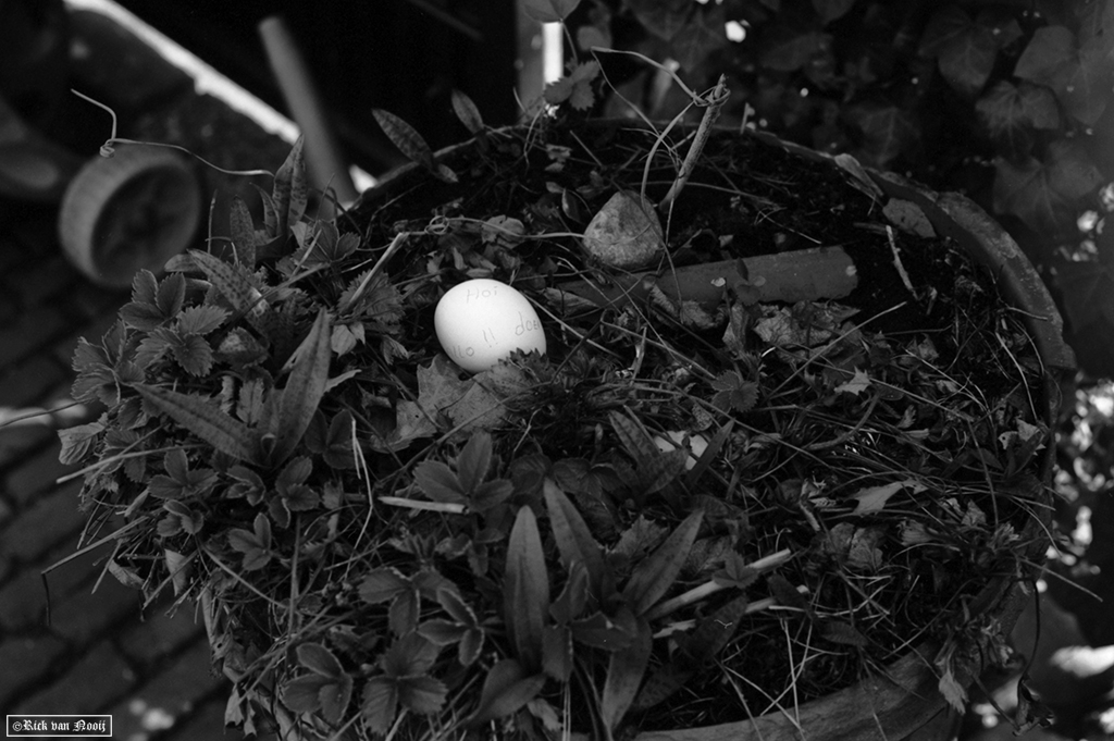 50/2 Summicron, Rollei Retro 80s
