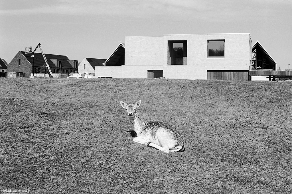 50/2 Summicron, Rollei Retro 80s
