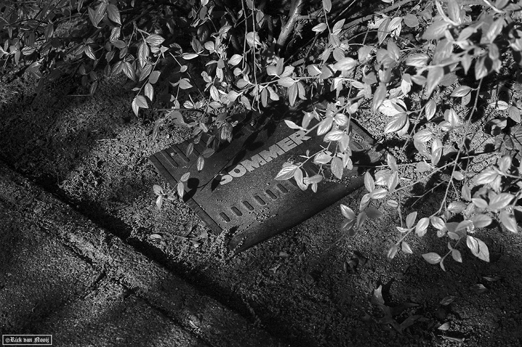 50/2 Summicron, Rollei Retro 80s

