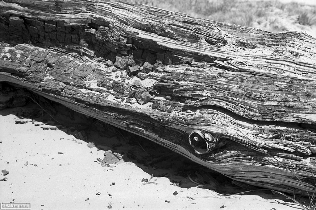50/2 Summicron, Rollei Retro 80s
