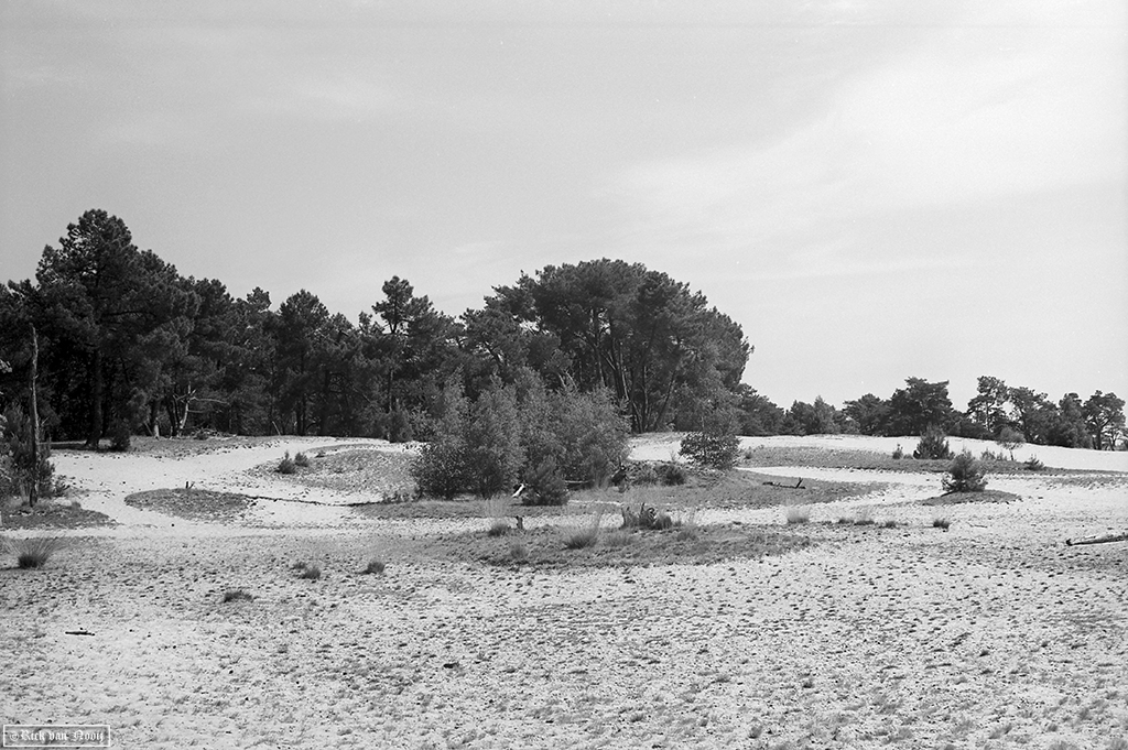 50/2 Summicron, Rollei Retro 80s
