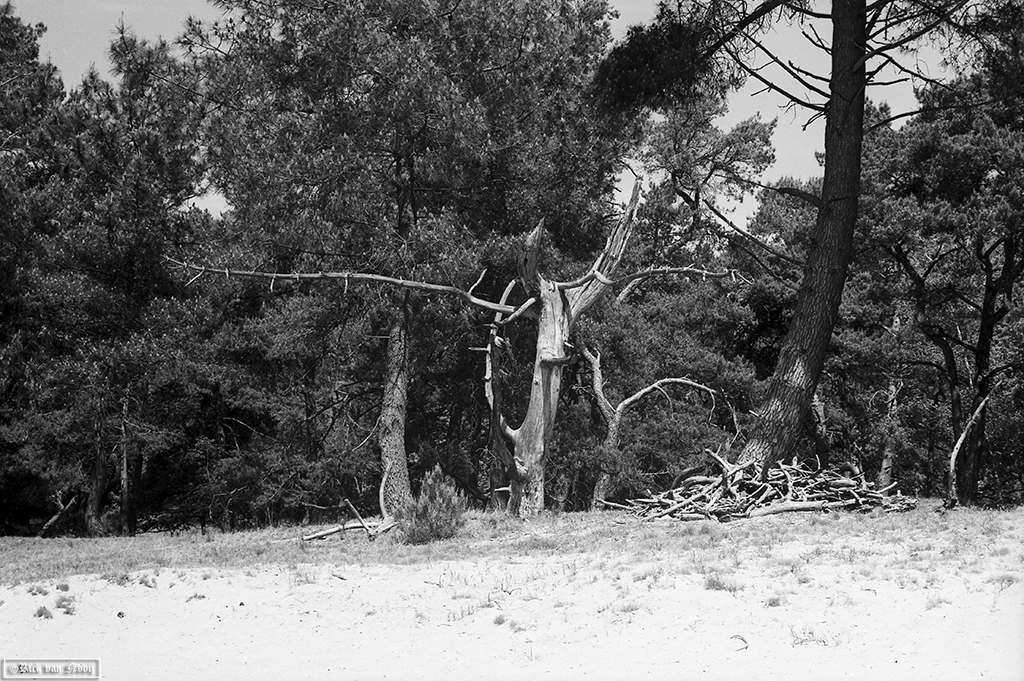 50/2 Summicron, Rollei Retro 80s
