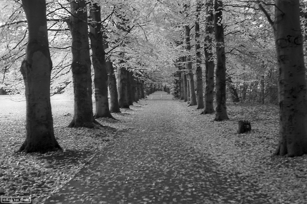 Nikkor-HC 50/2, Rollei Retro 80s
