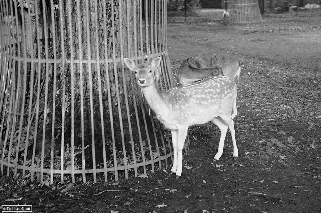 Nikkor-HC 50/2, Rollei Retro 80s
