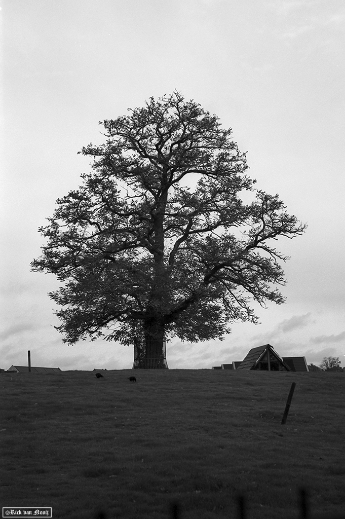 Nikkor-HC 50/2, Rollei Retro 80s
