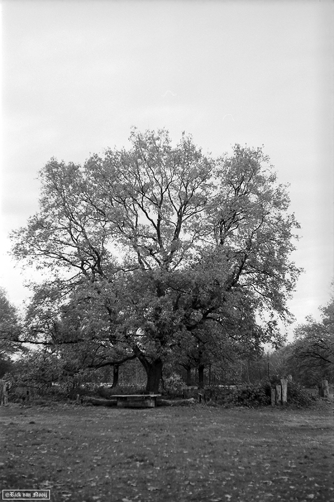 Nikkor-HC 50/2, Rollei Retro 80s
