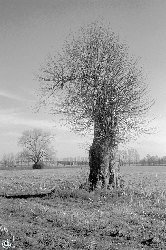 Zeiss Contax II, 50/1.5 Sonnar, Y2 filter, Fomapan 100
