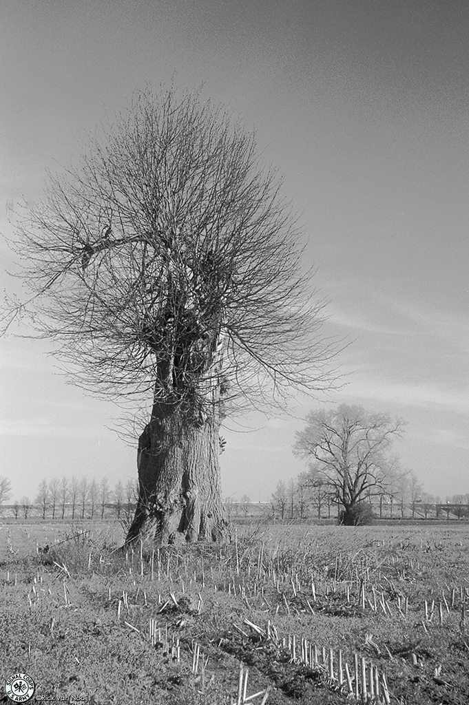 Zeiss Contax II, 50/1.5 Sonnar, Y2 filter, Fomapan 100
