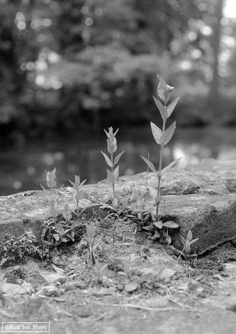 Olympus PEN-F, 38mm f/1.8 Auto-S, Fomapan 100
