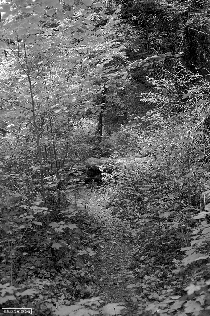 Yashica Electro-35 GT, Fomapan 200
