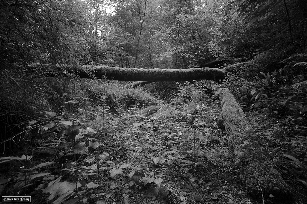 Leica MD-2, Voigtländer Super Wide-Heliar 15mm f/4.5, Fomapan 200
