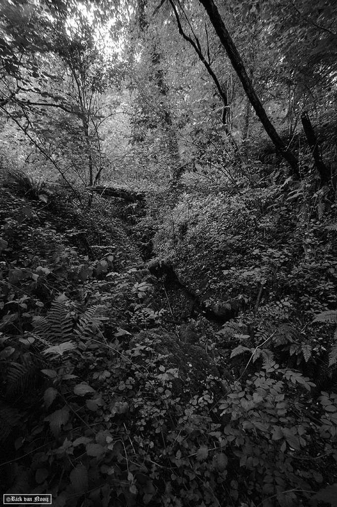 Leica MD-2, Voigtländer Super Wide-Heliar 15mm f/4.5, Fomapan 200
