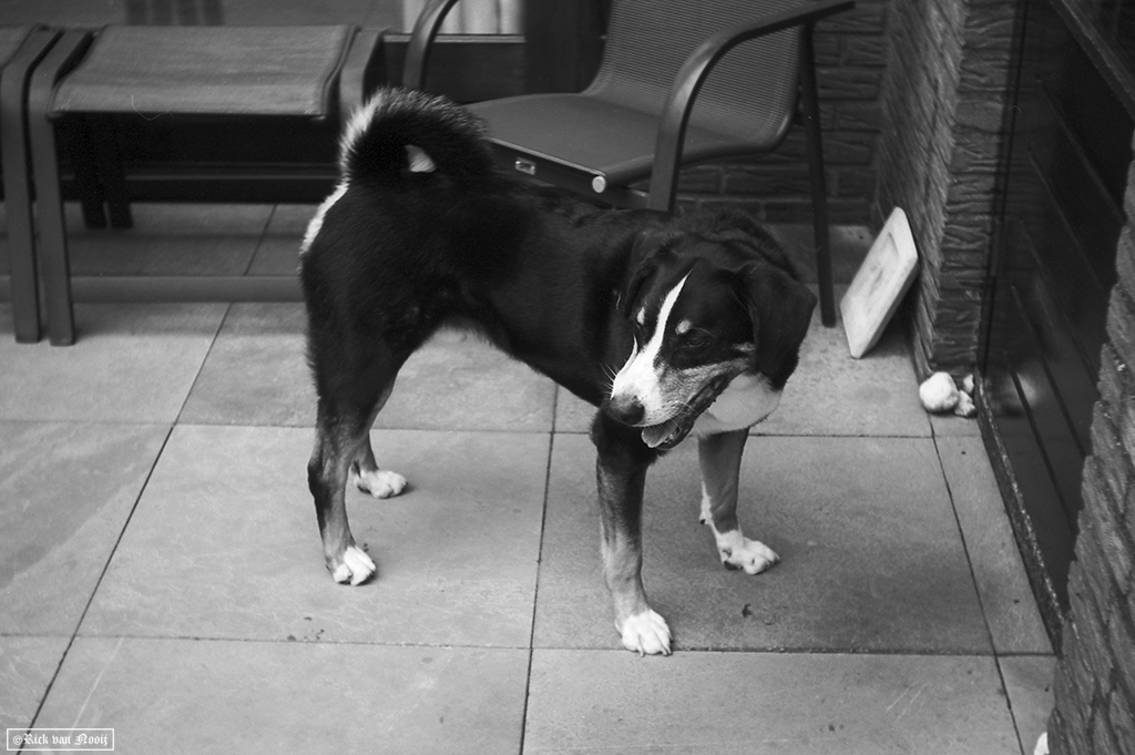 Fomapan 200 Creative (HC-110, E, 10m, 20C)
