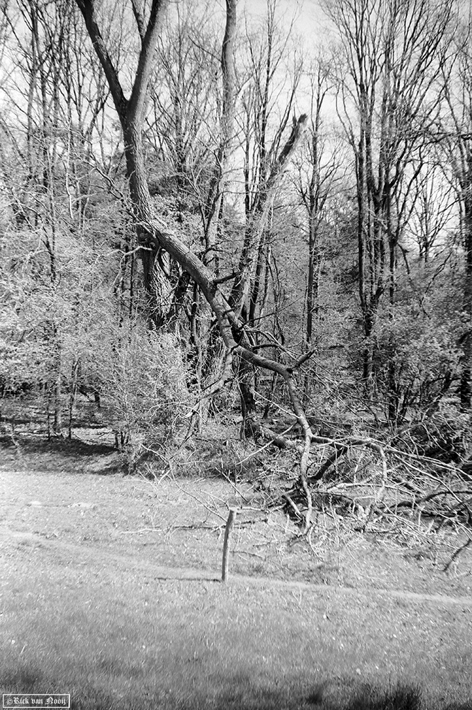 Fomapan 200 Creative (HC-110, E, 10m, 20C)
