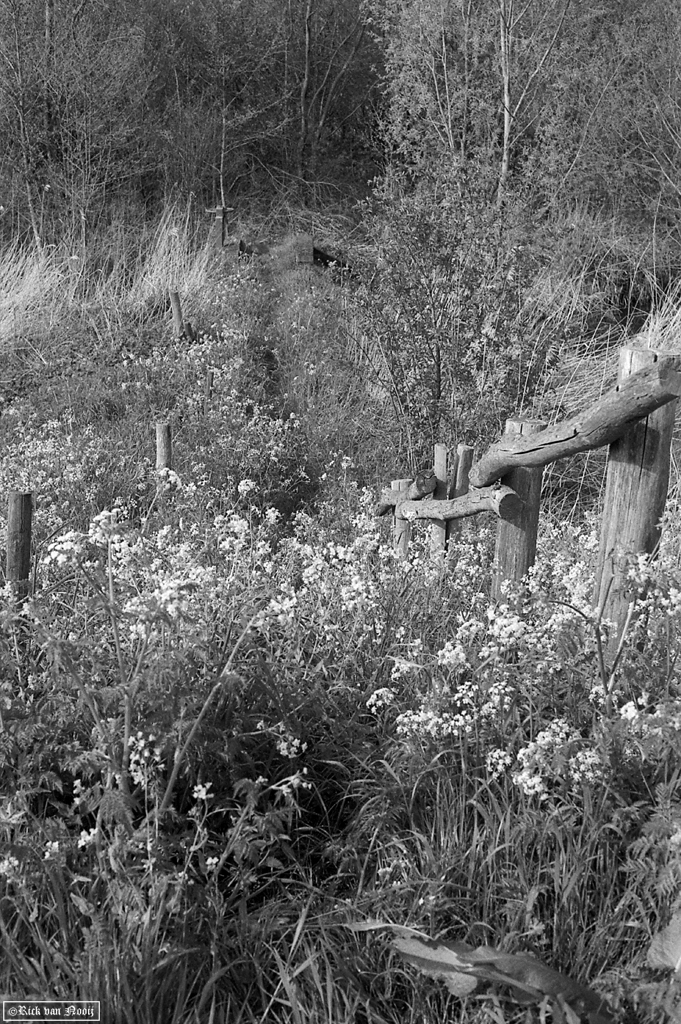 Leica IIIg, expired Agfa film
