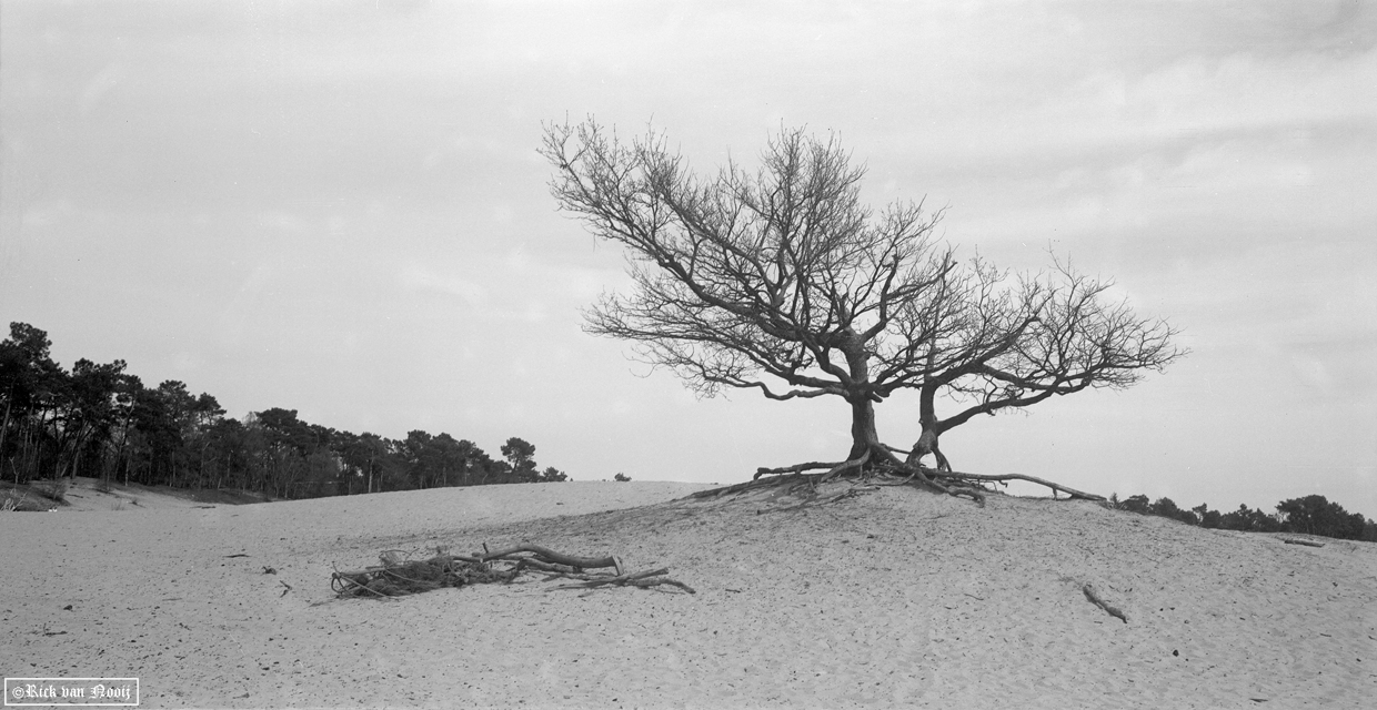 CZJ 12cm f/4.5 Tessar, Fomapan 100
