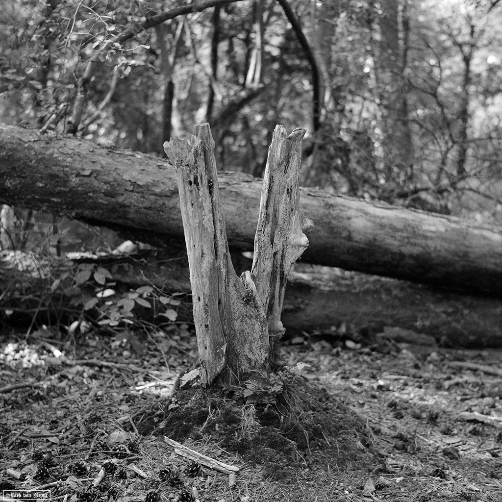 Fomapan 200 Creative (Bellini Euro-HC, E, 6.5min, 20C)

