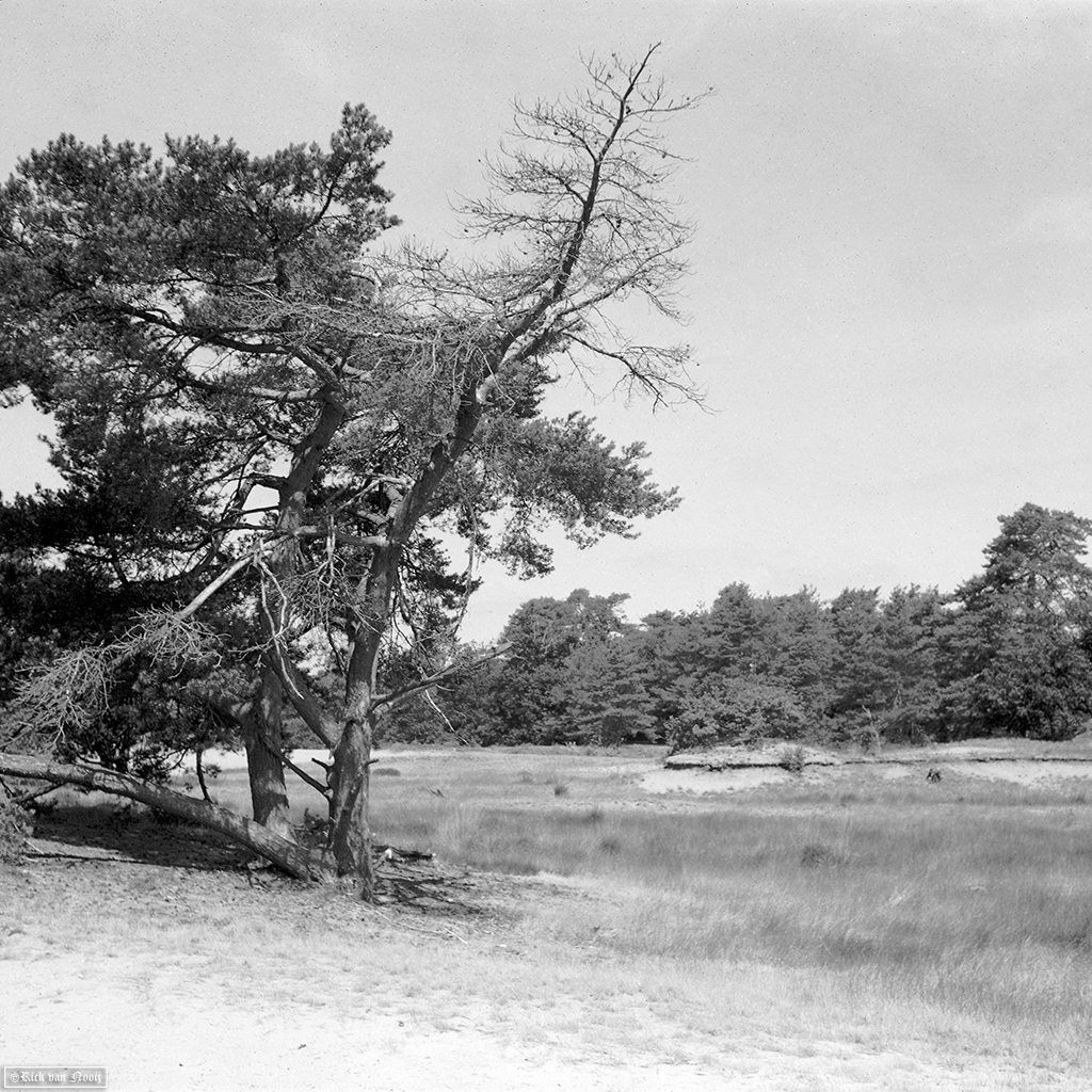 Fomapan 200 Creative (Bellini Euro-HC, E, 6.5min, 20C)
