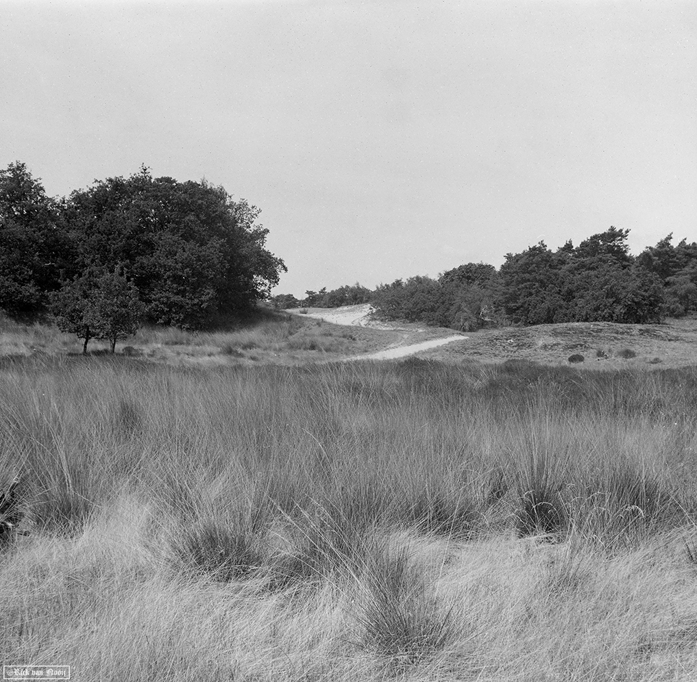 Fomapan 200 Creative (Bellini Euro-HC, E, 6.5min, 20C)
